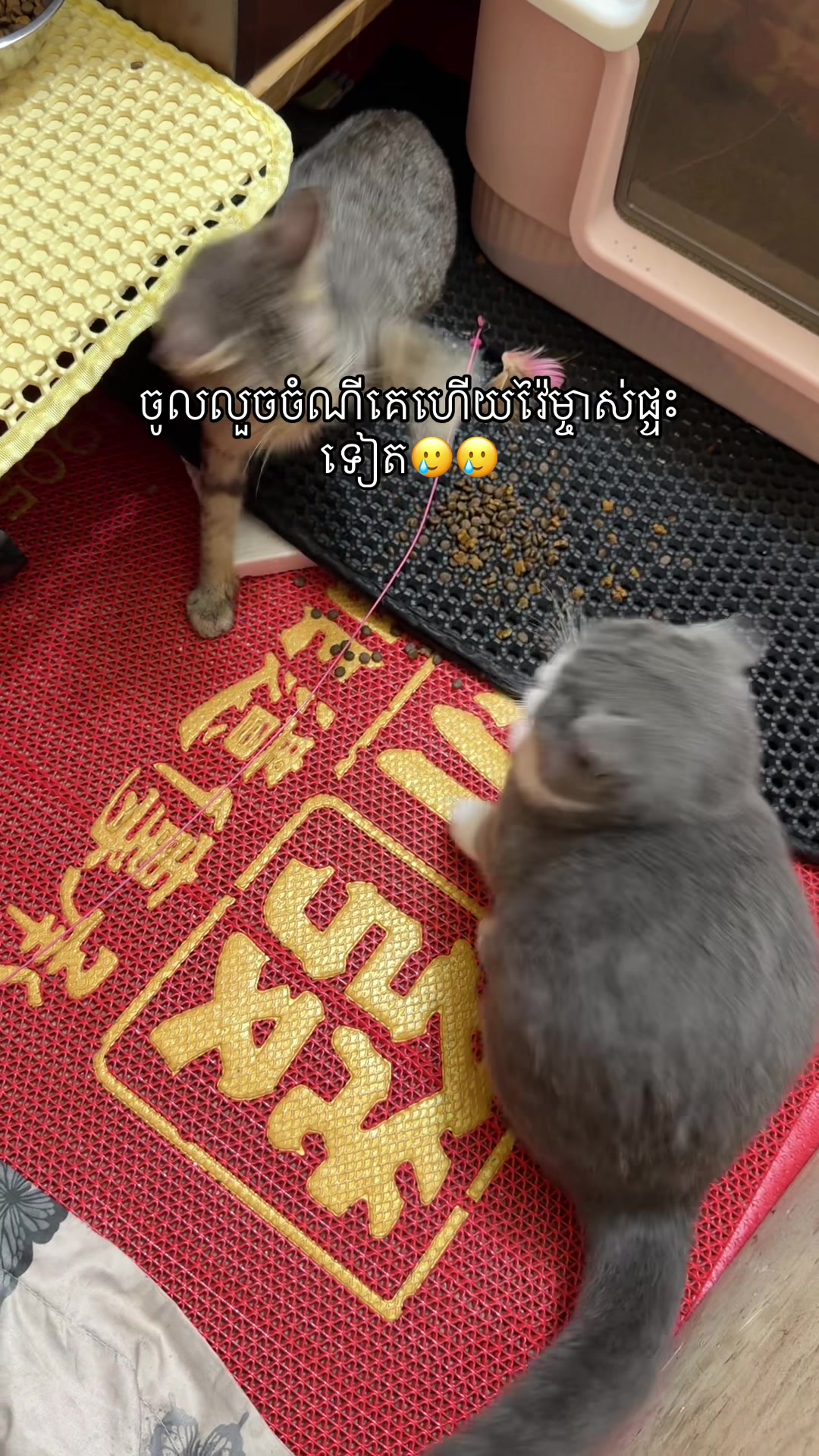 @Jinjin&mimi