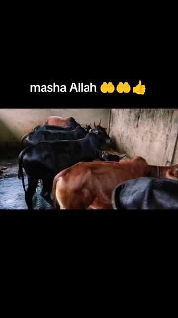 @ASHIKUL ISLAM A+
