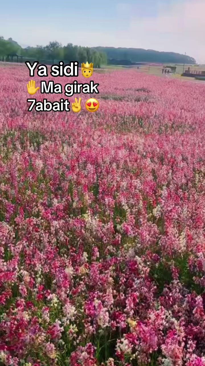 @Omfarouk_7