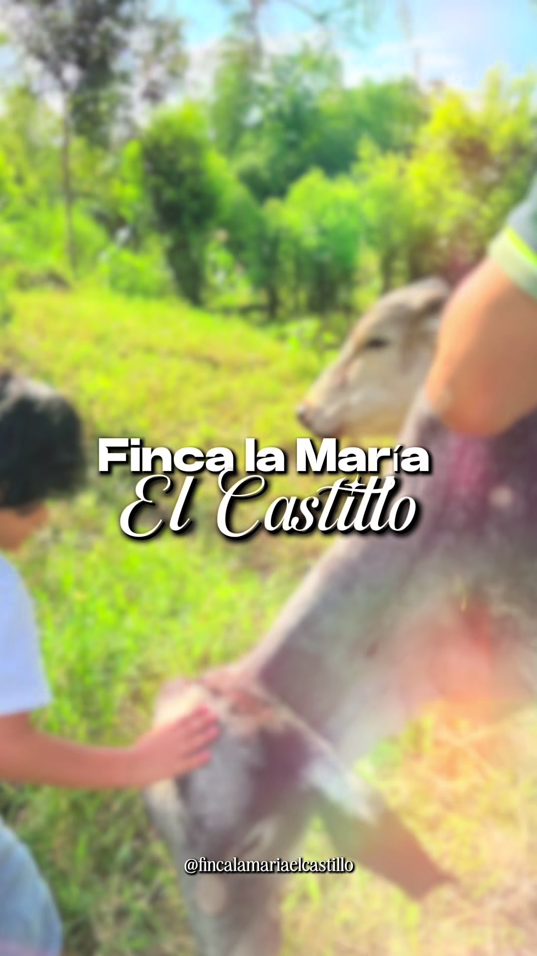 @finca la maria el castillo