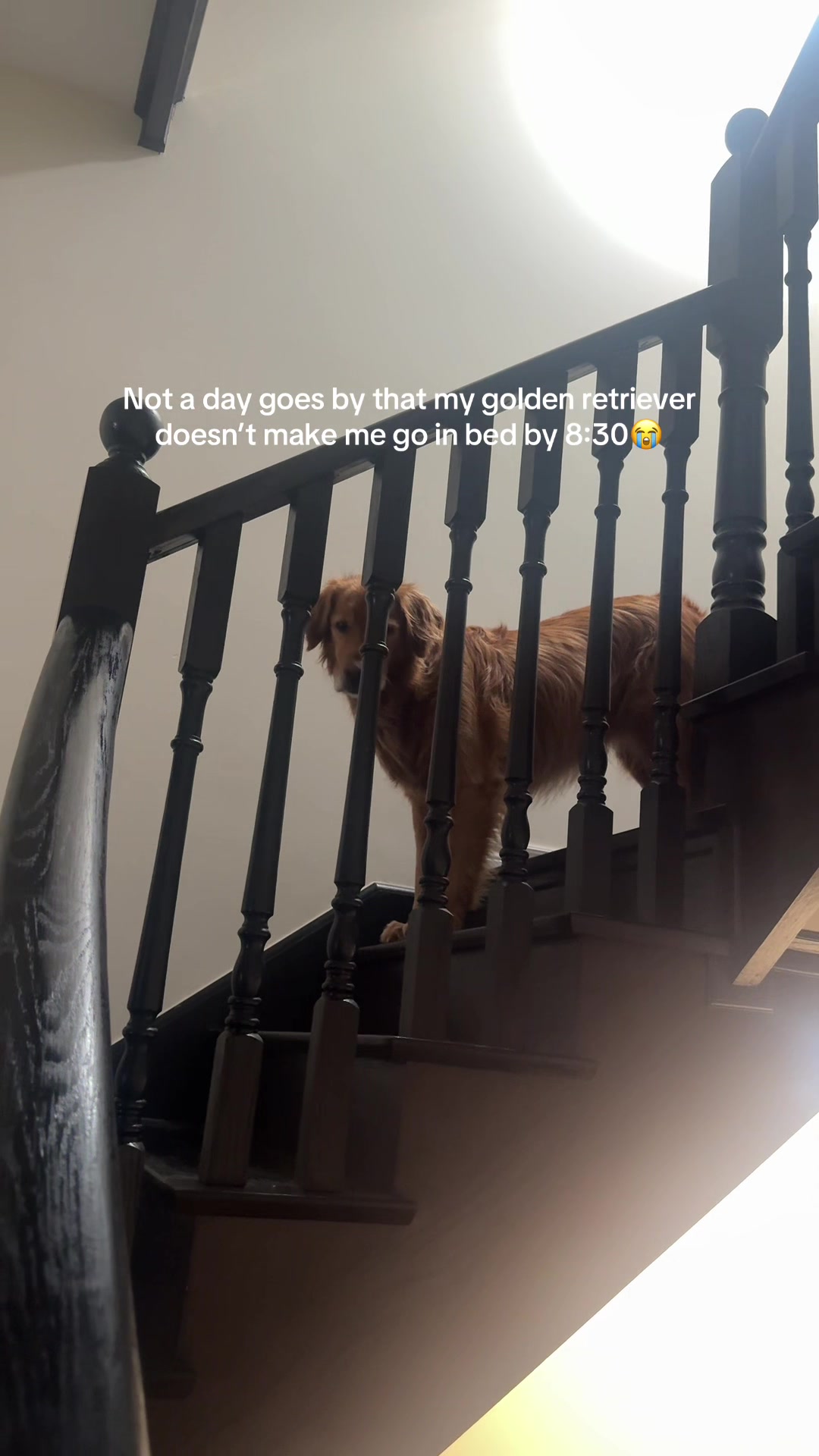@Bentley the Spicy Golden🌶️