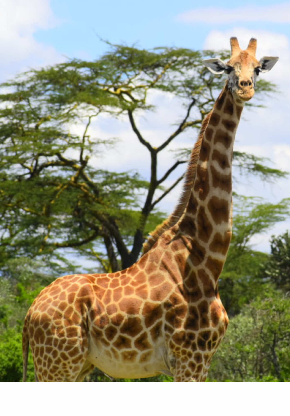@Serena Hotels - Africa