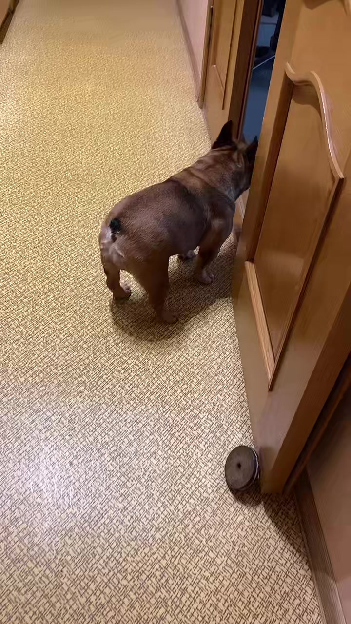 @_holly_bulls_