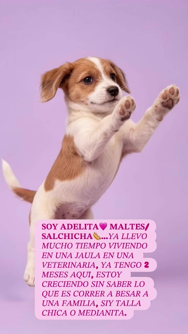 @AdoptaunAngel