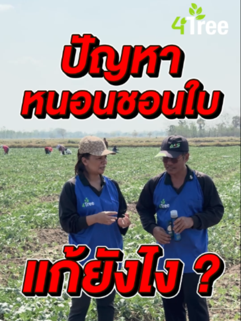 @4Tree A4S Thailand