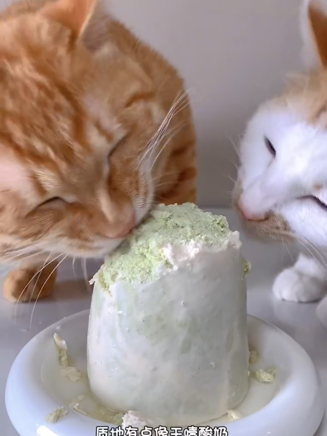 @Chonky World Of Cats