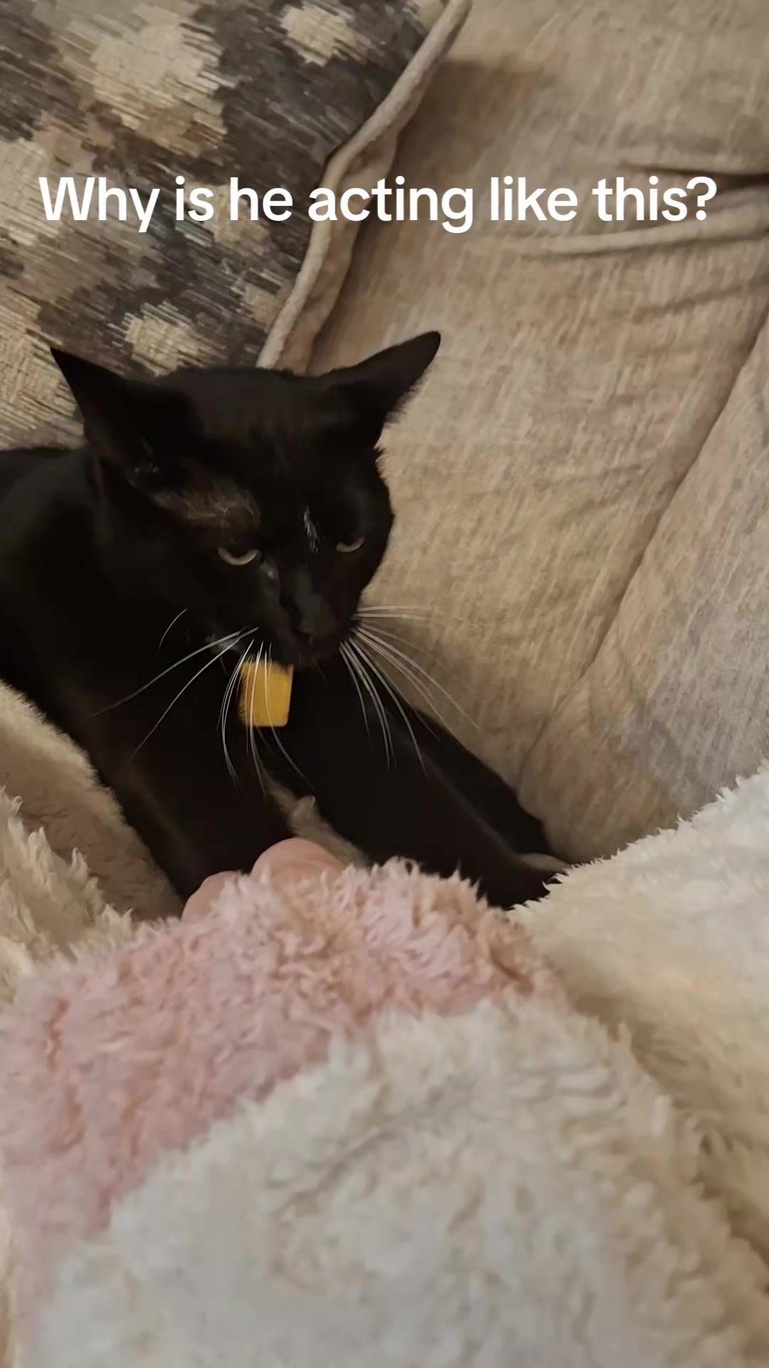 @Random Cat Stuff