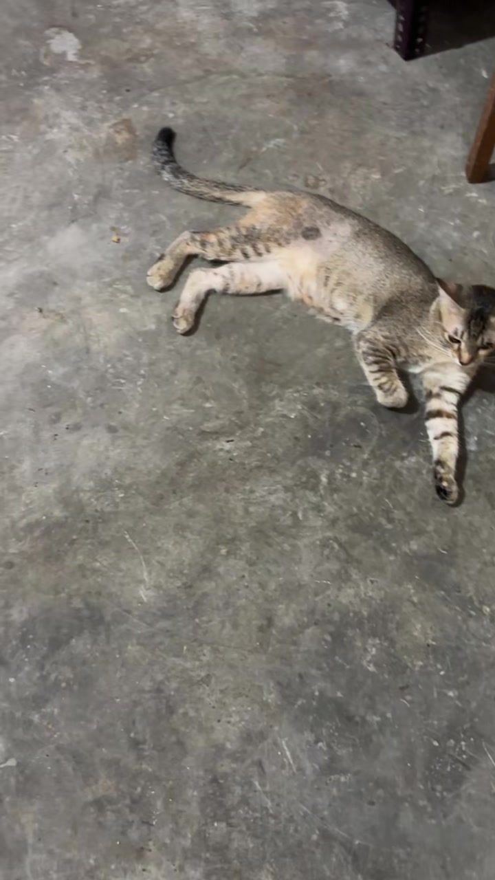 @BUMI ANABUL😺