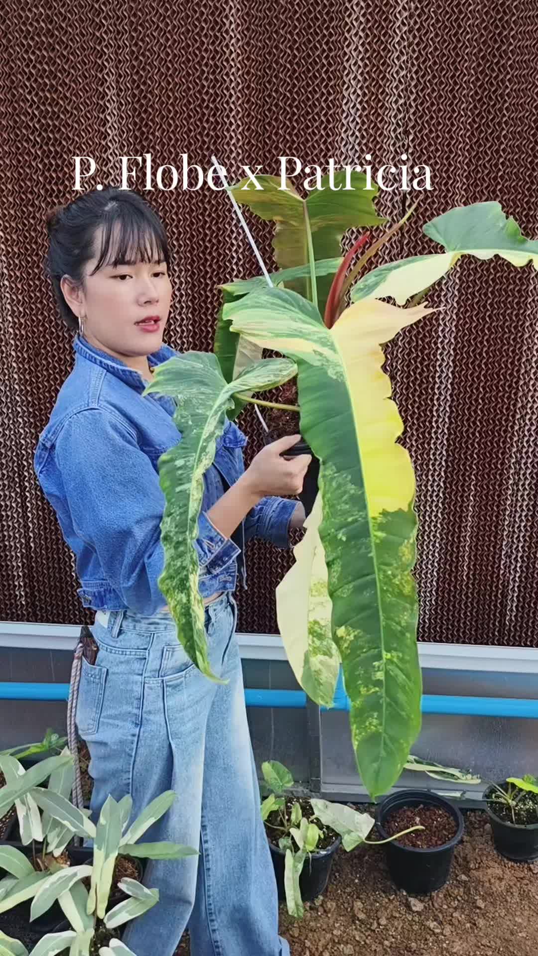@Lhongbai