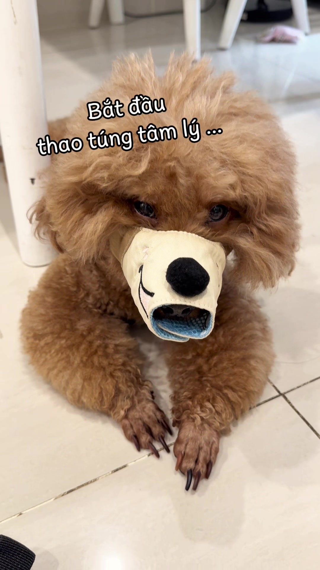 @Gia Đình AvocaBo