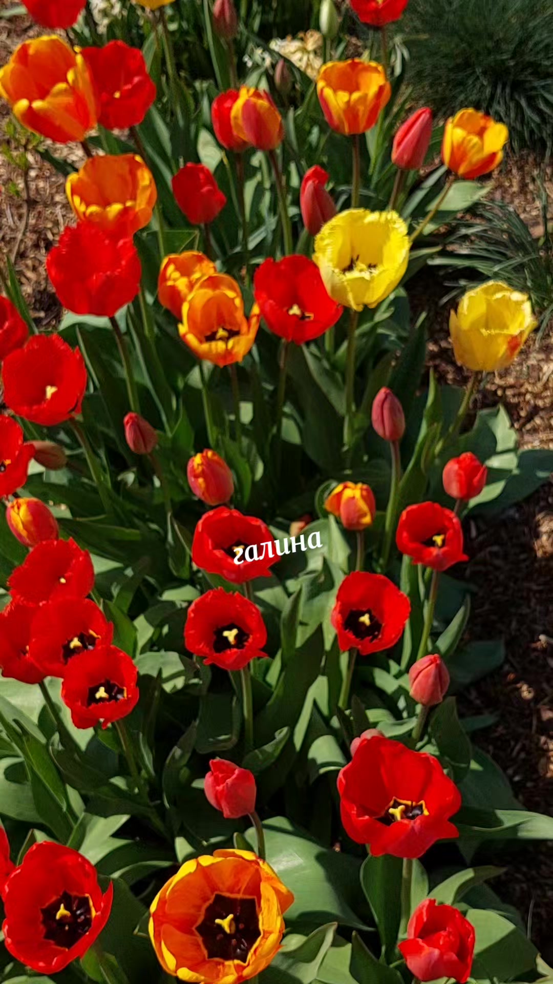 @✨️Галина ✨️🌸