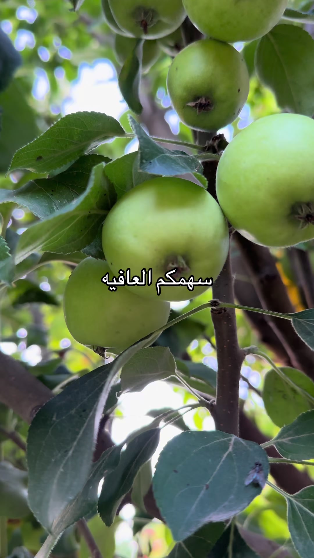 @محمد محجوب السطم