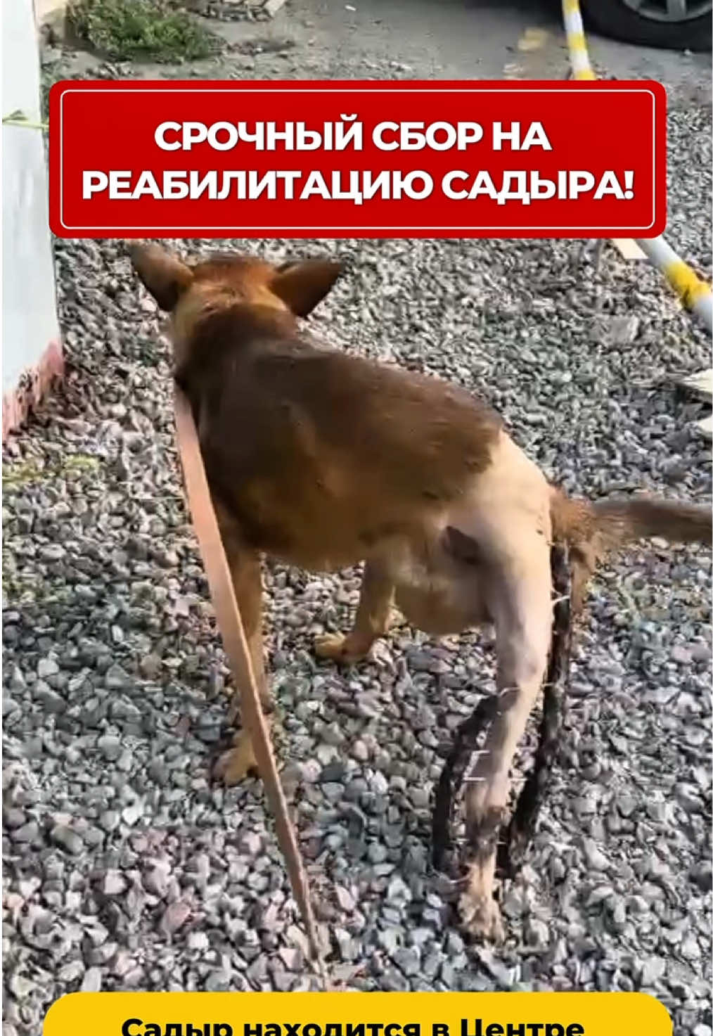 @Приют Ковчег Кыргызстан