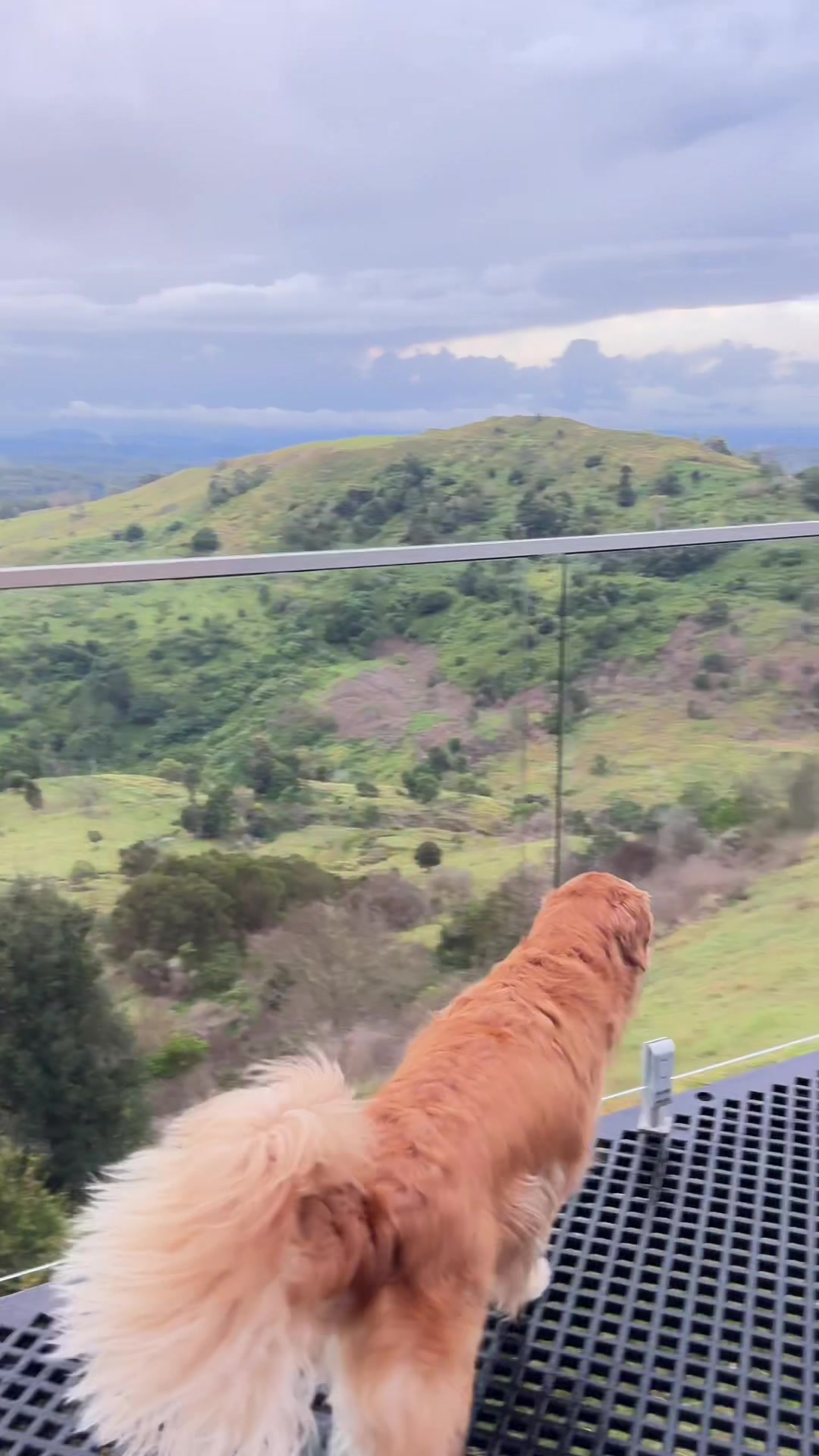 @Brisbane Dog Friendly