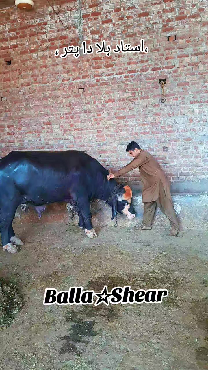 @Honey singh('gujjar')