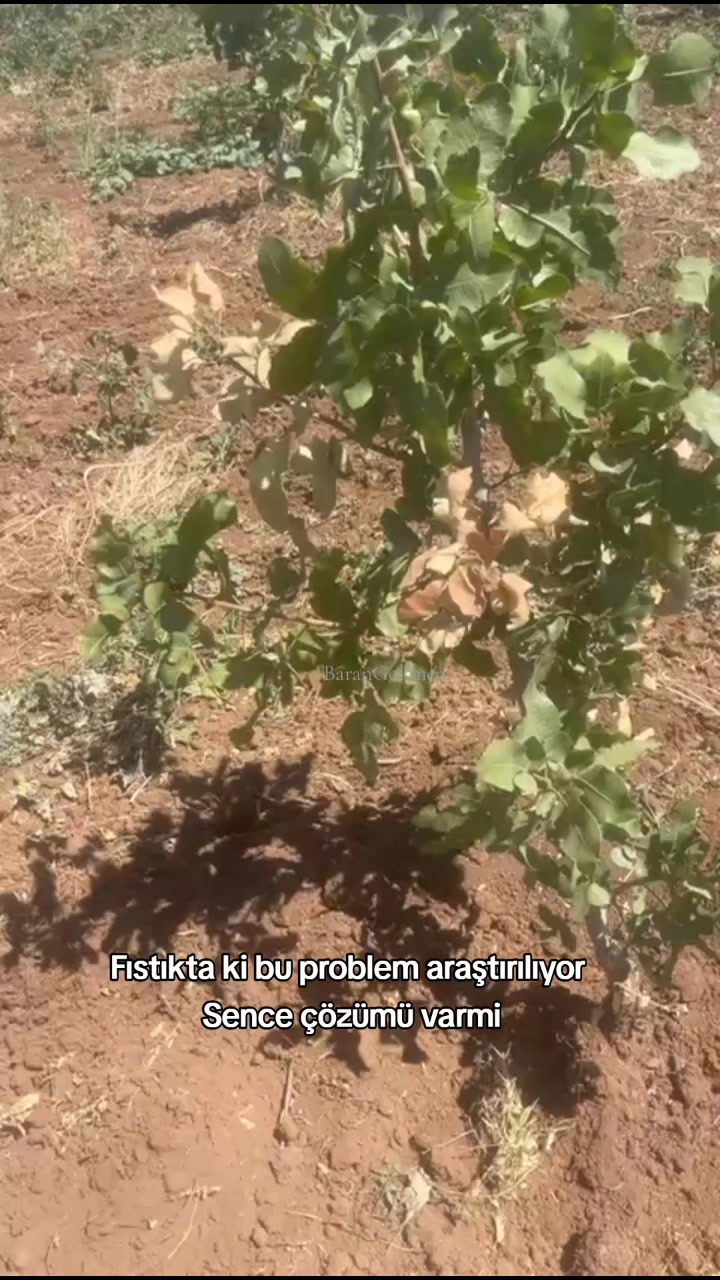 @BaranGokmen07