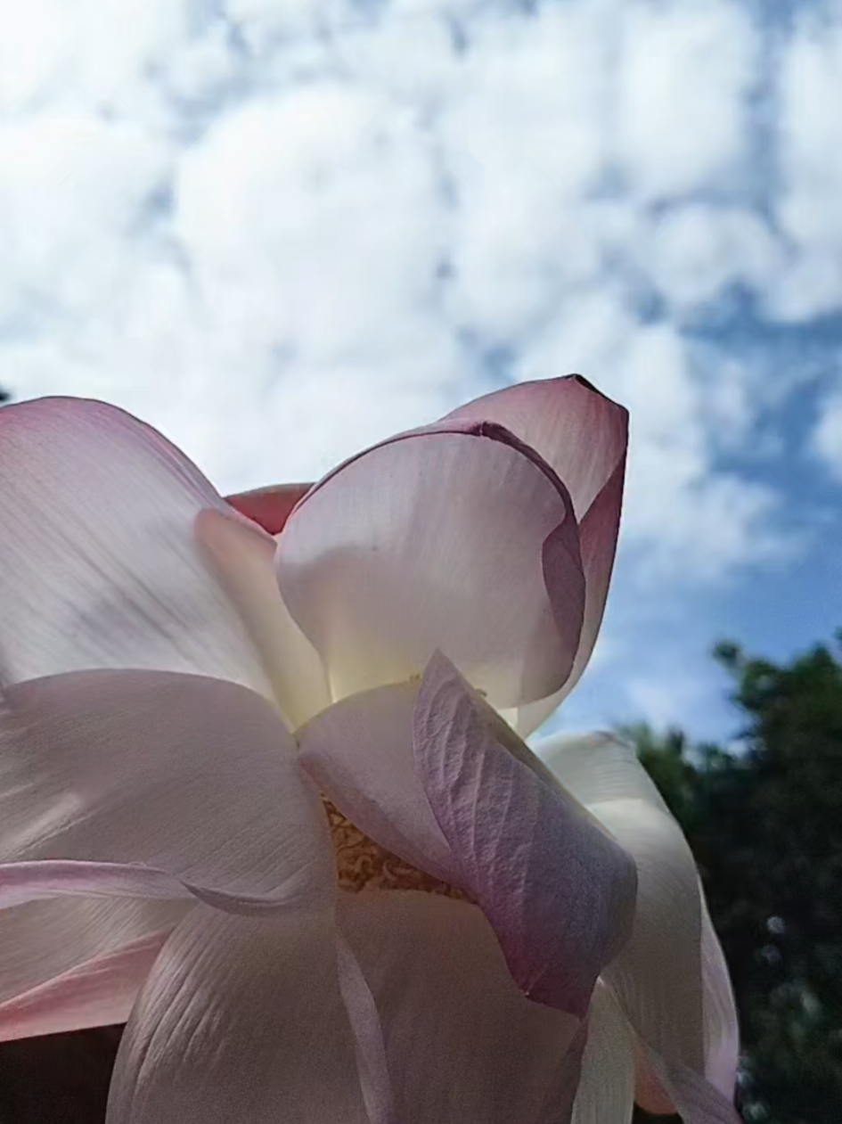 @🌺🌸💮卄ส𝒅íϋ𝗹༏𝓼𝗹ส𝖒💮🌸🌺