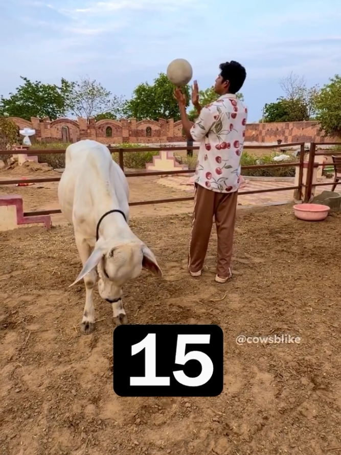 @cows_b_like