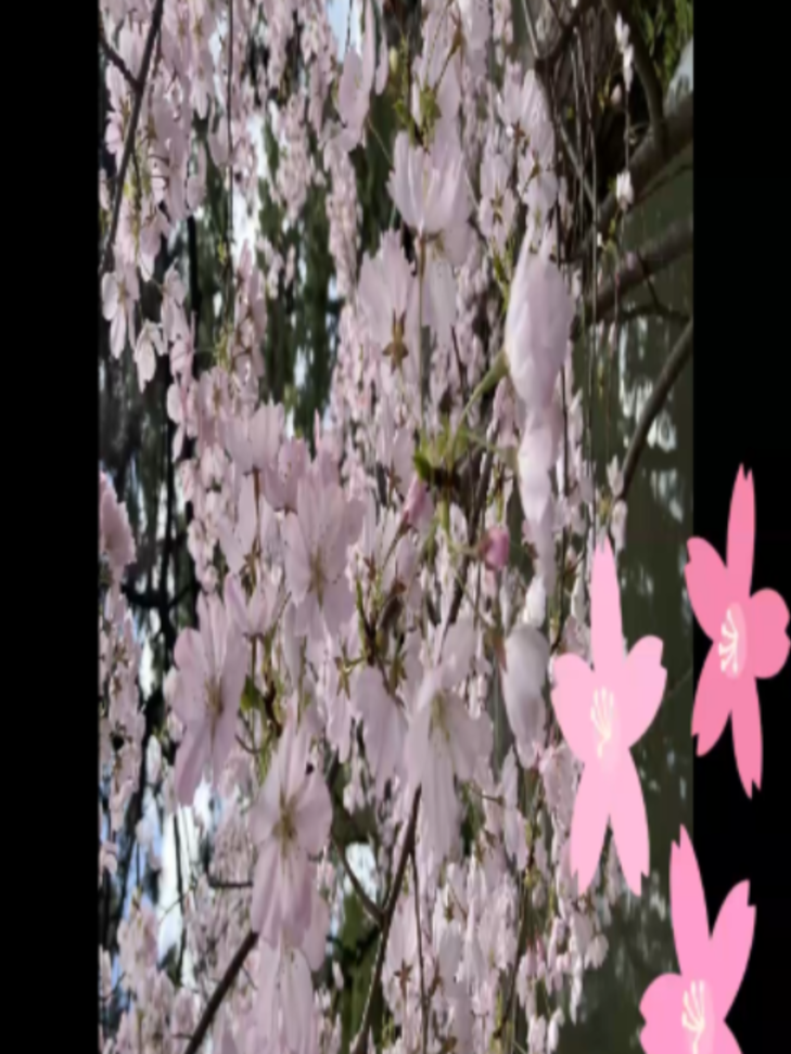 @Chobikatsu Pieces of Japan