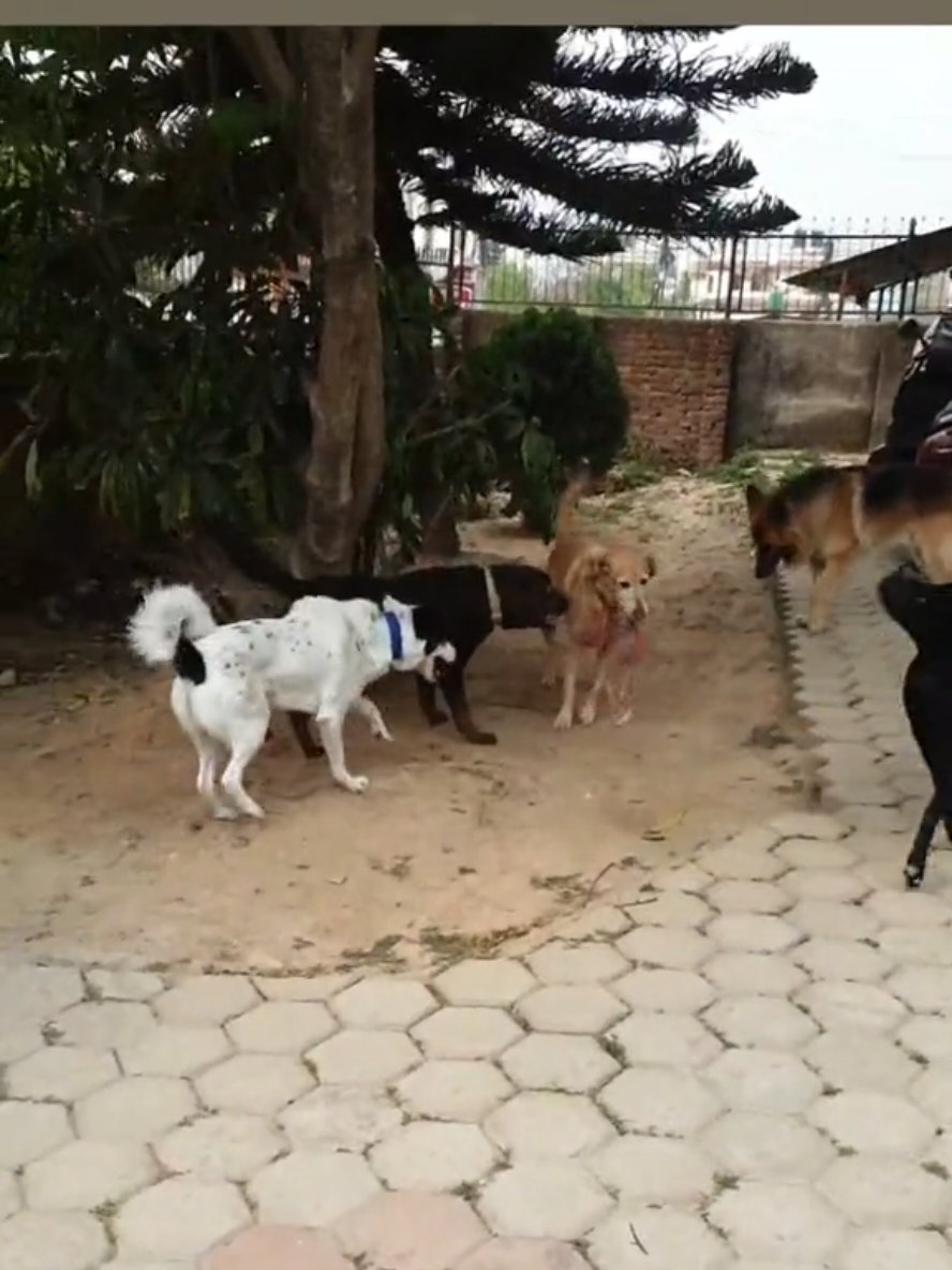 @Abhilasha - DogTrainer