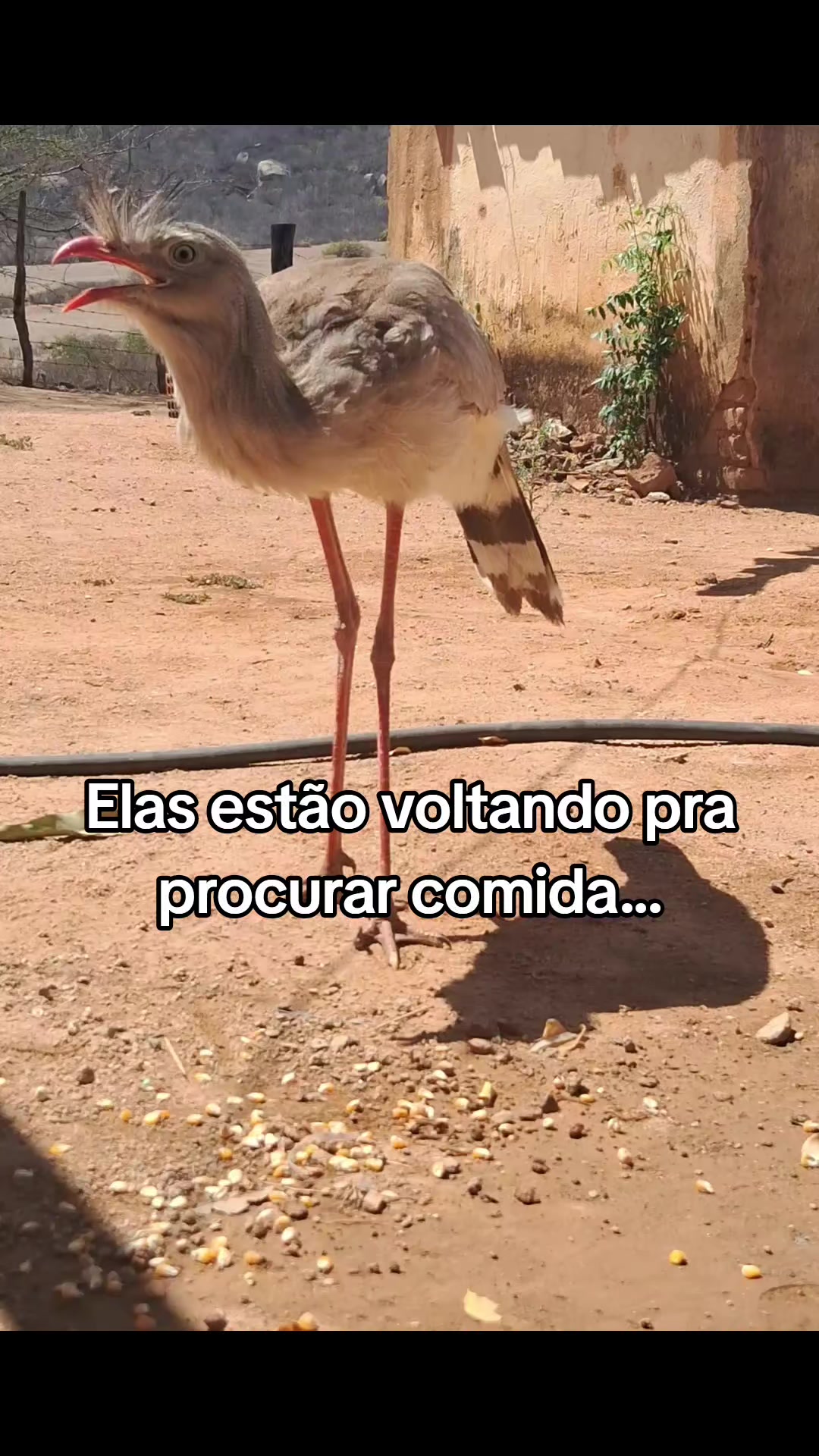 @Amante da natureza