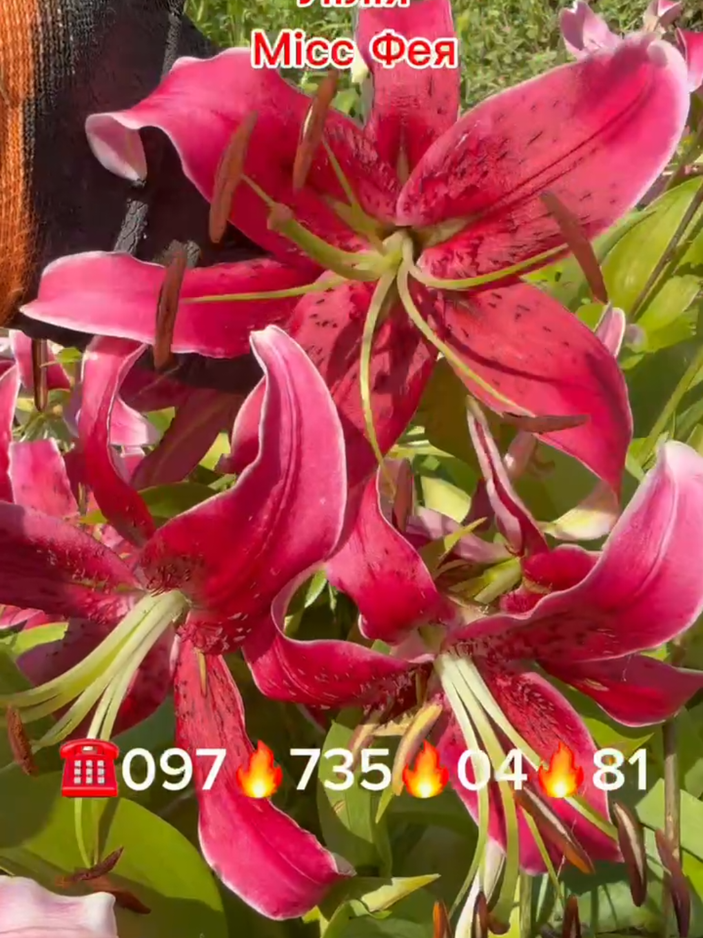 @maxflora0977350481