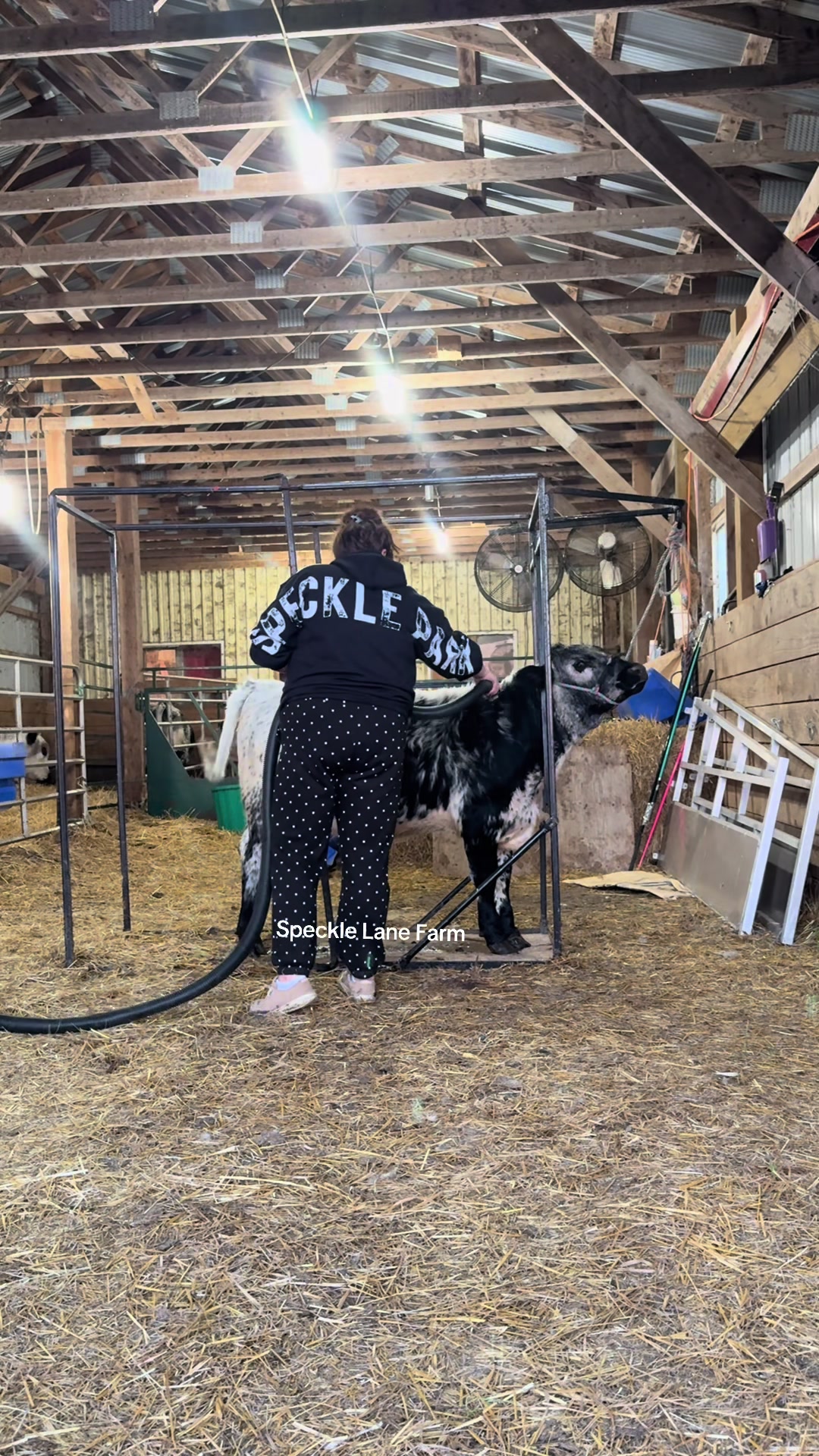 @Speckle Park Cattle