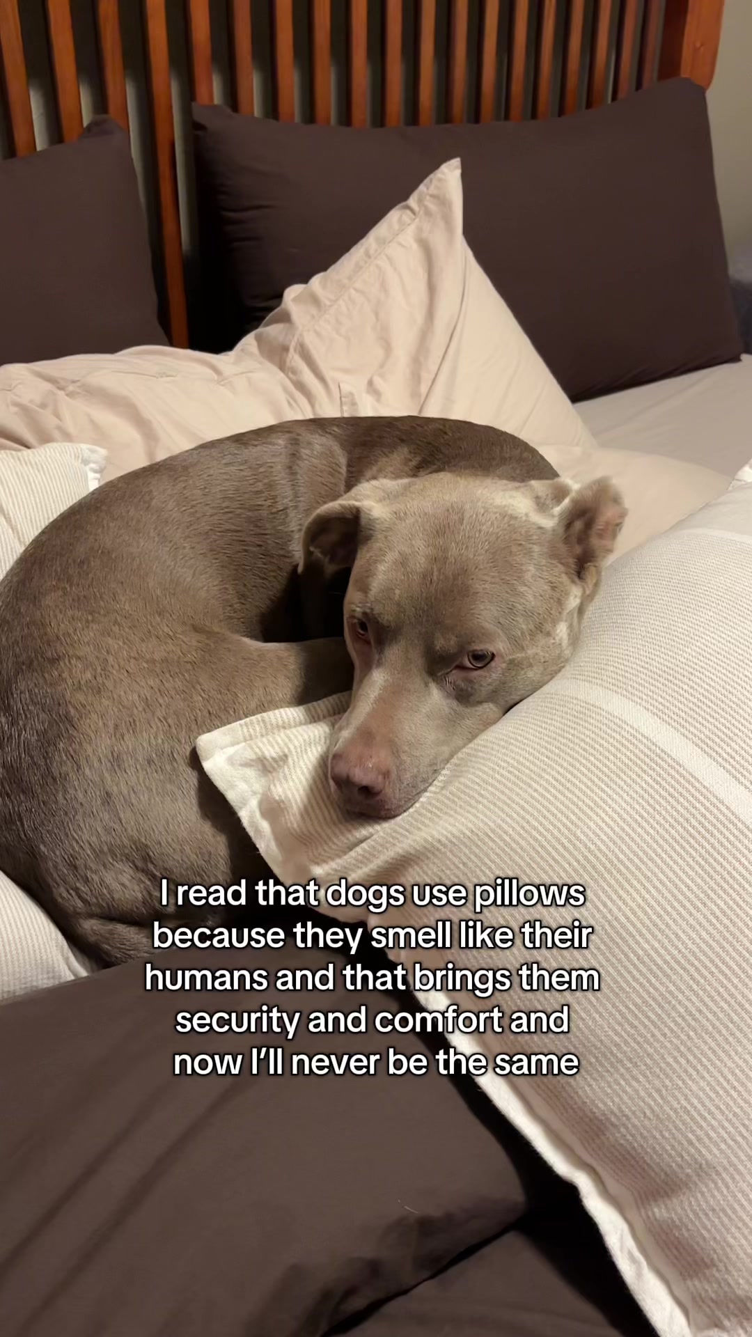 @rhubarb the doggo