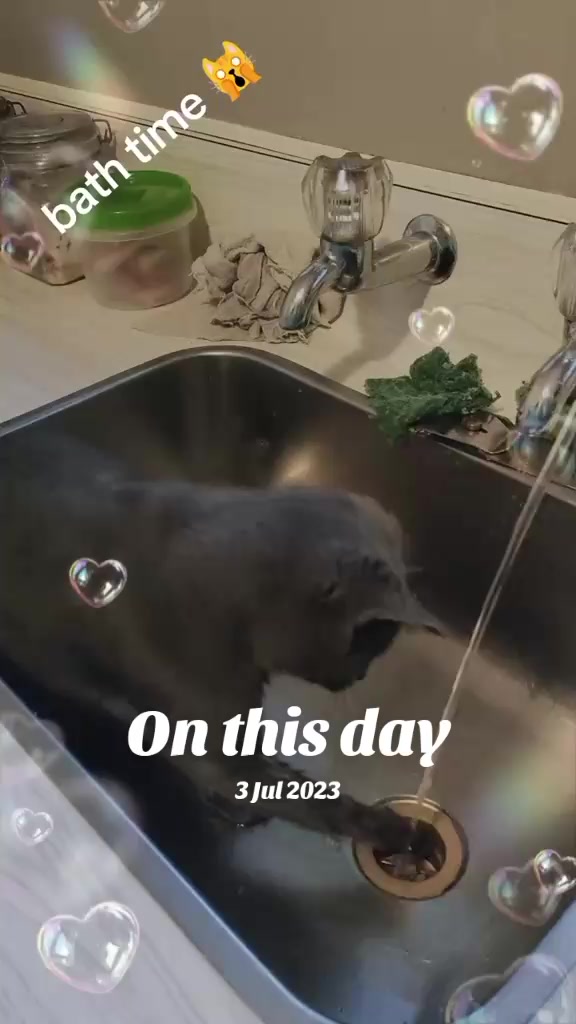 @shellyteddybear1