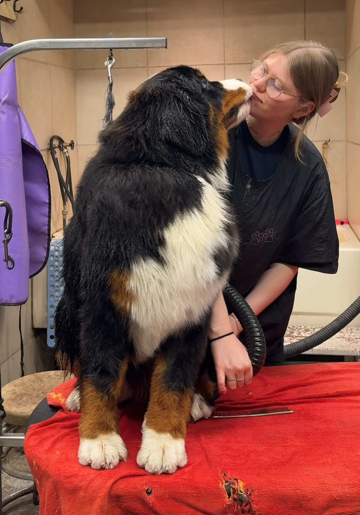 @Alpenspirit Bernese