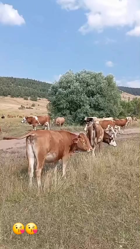 @fidansamet68