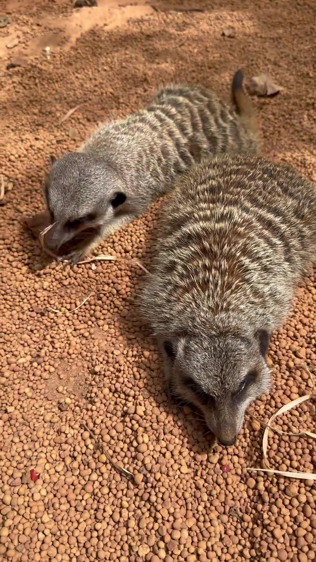 @Perth Zoo