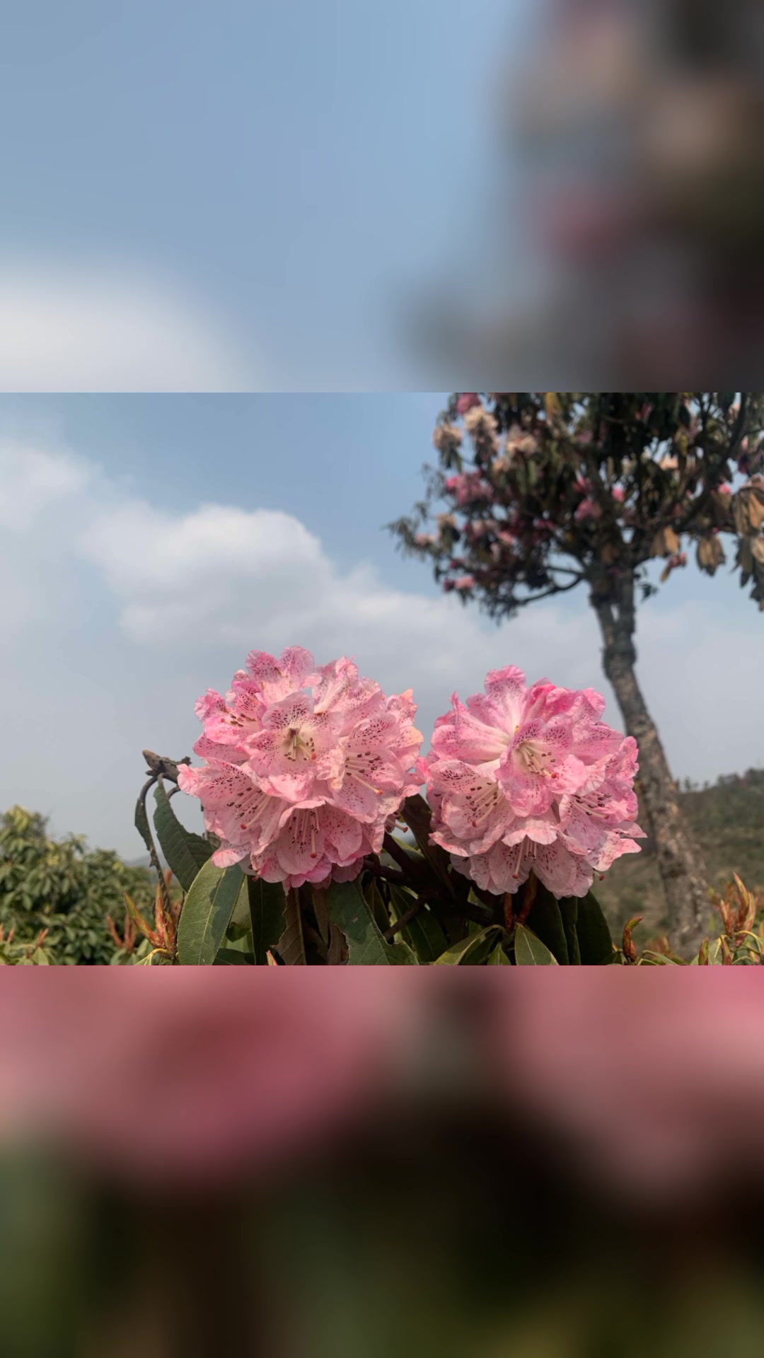 @Dhan Kumari Rai
