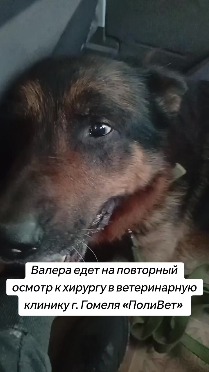 @Передержка «Лёнин рай» 🐶🦮