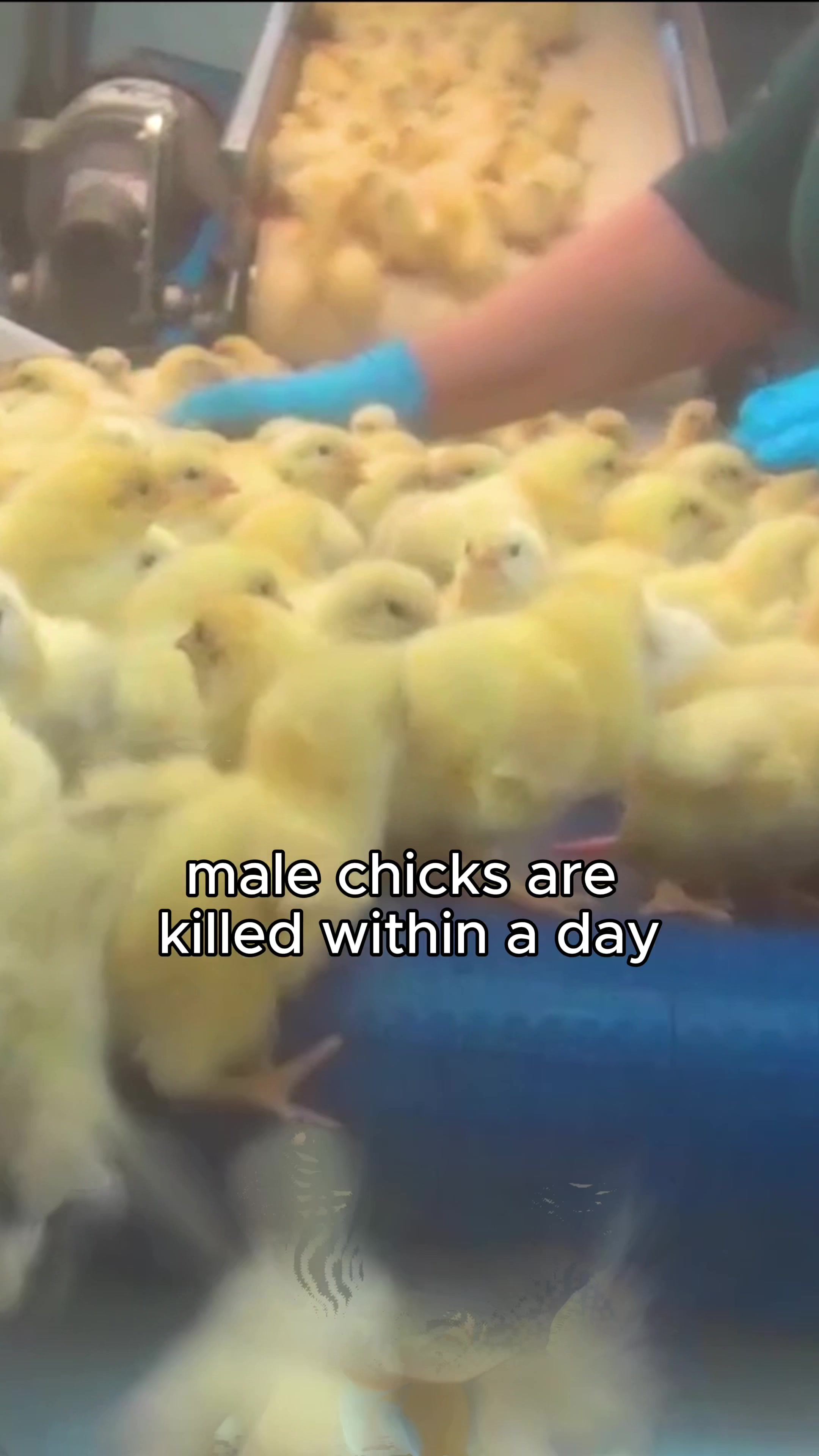@Animal Outlook