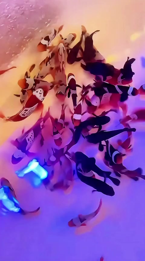 @Aquariumplus 🐠🐬🦀🐙🐟🦑
