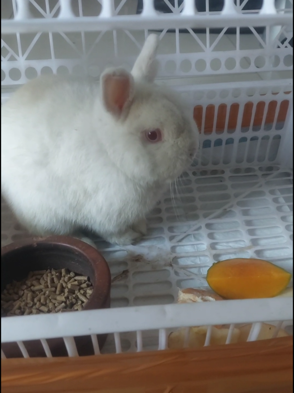@Cileunyi Rabbit