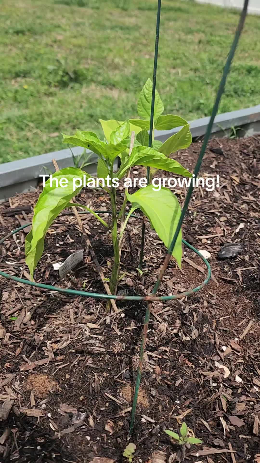 @Lana -🐕&zwj;🦺Dog Mom & Gardener