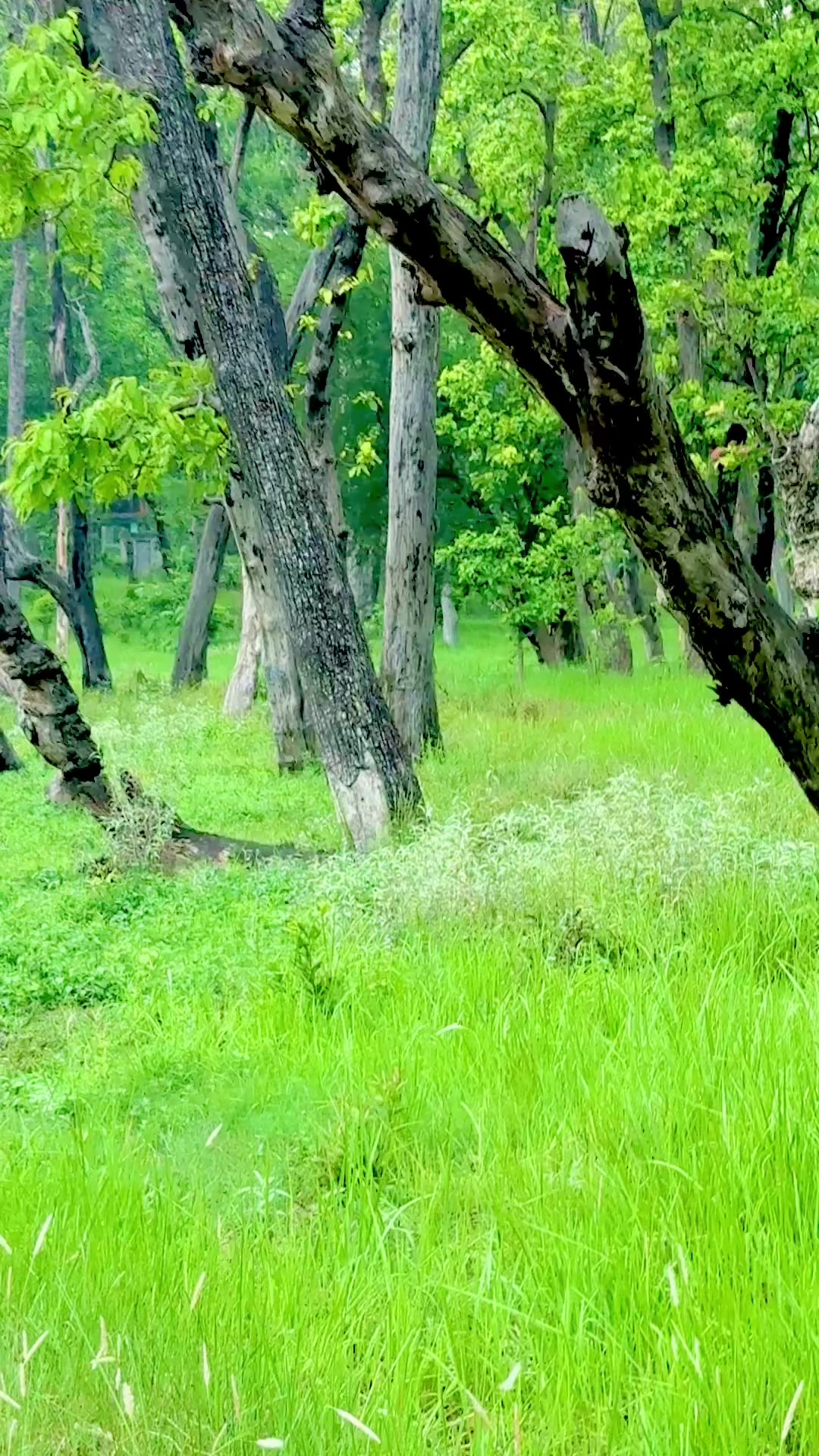 @bhusaleva2