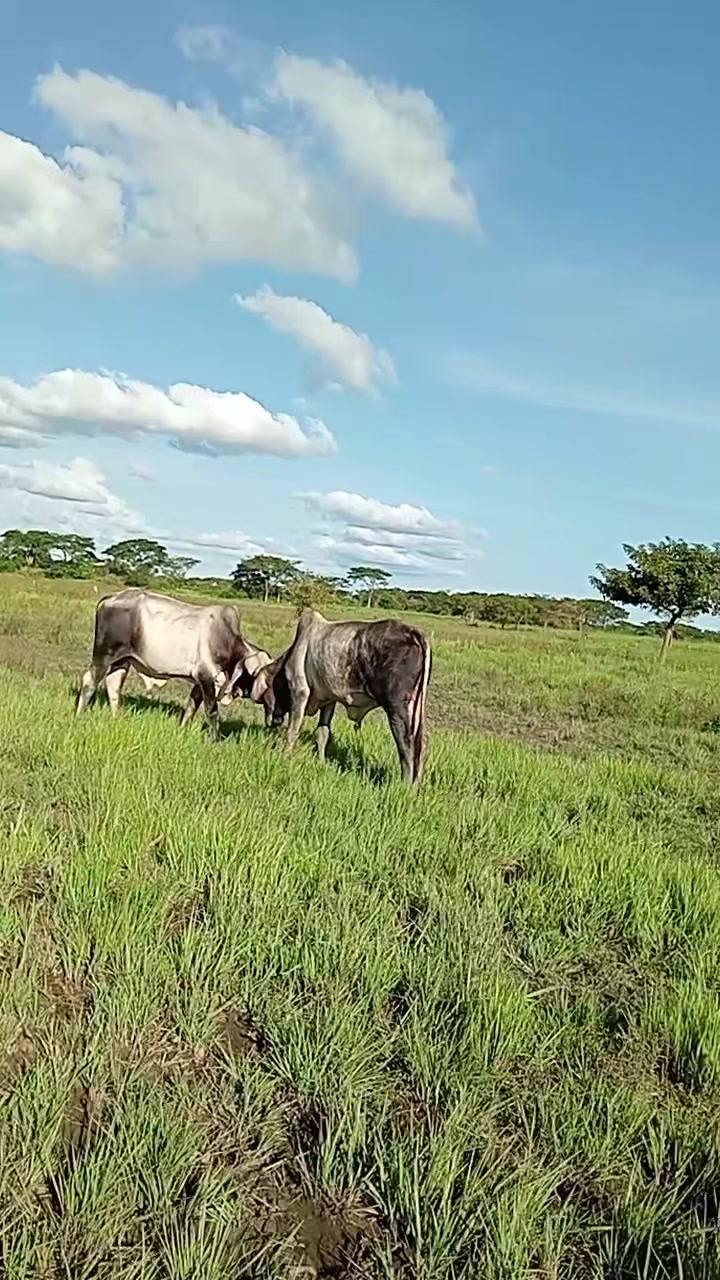 @luiswayasi.
