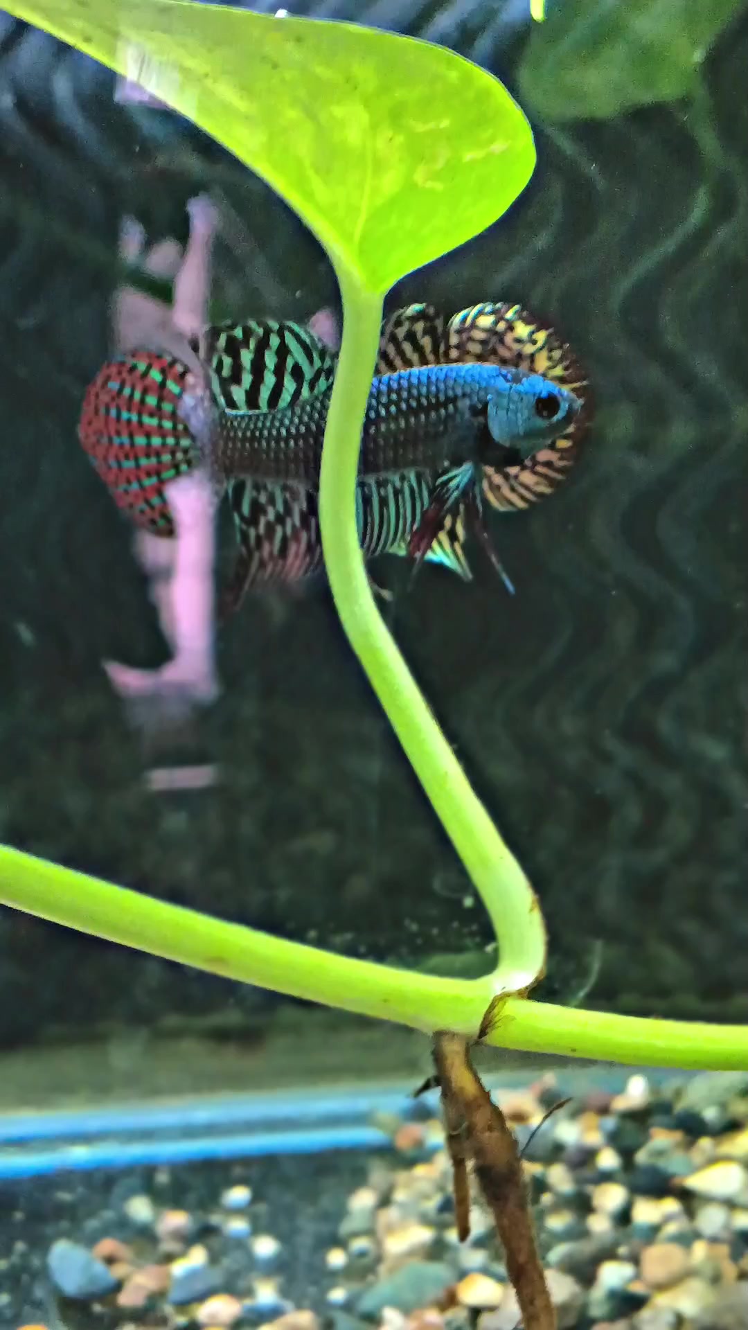 @JRISON.Betta