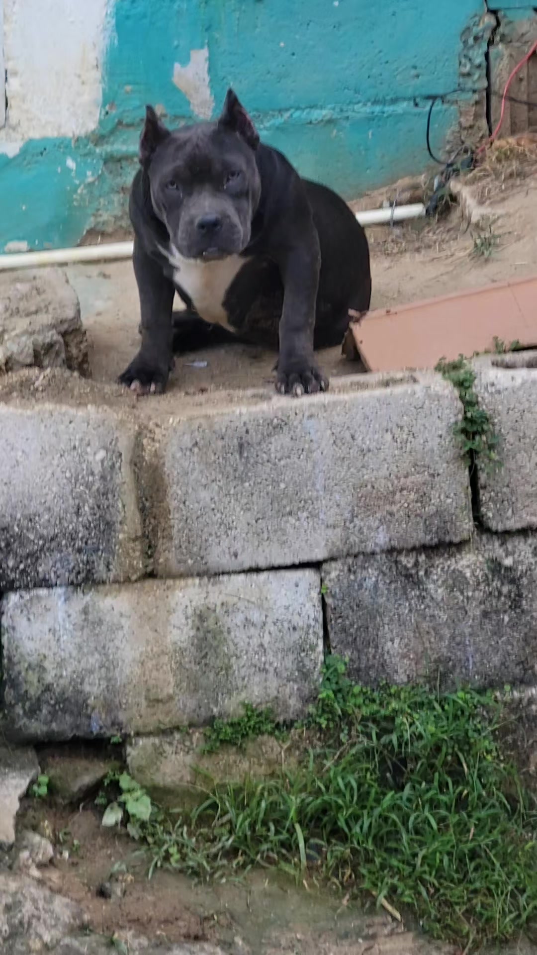 @machinesquad kennel
