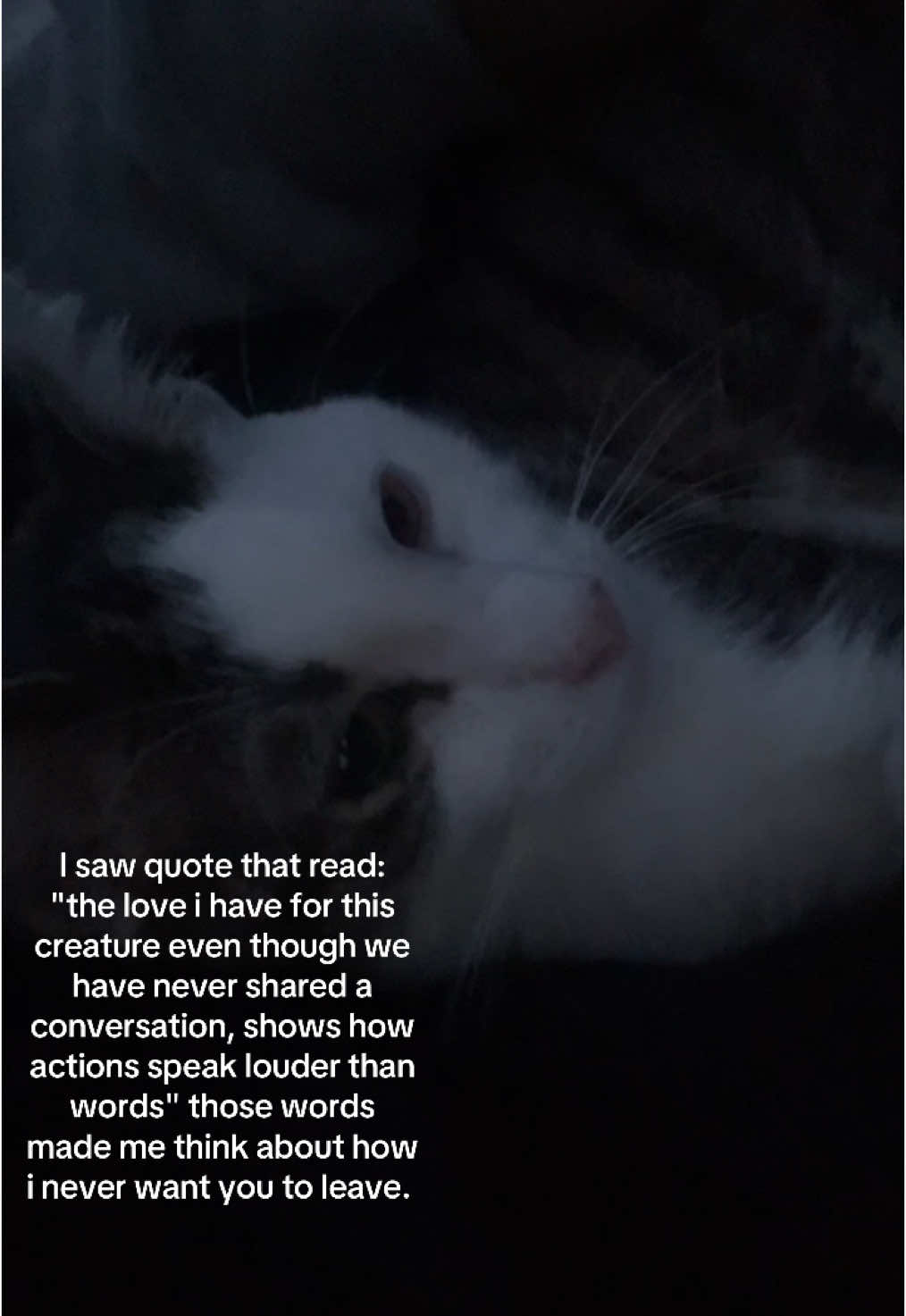 @Gato