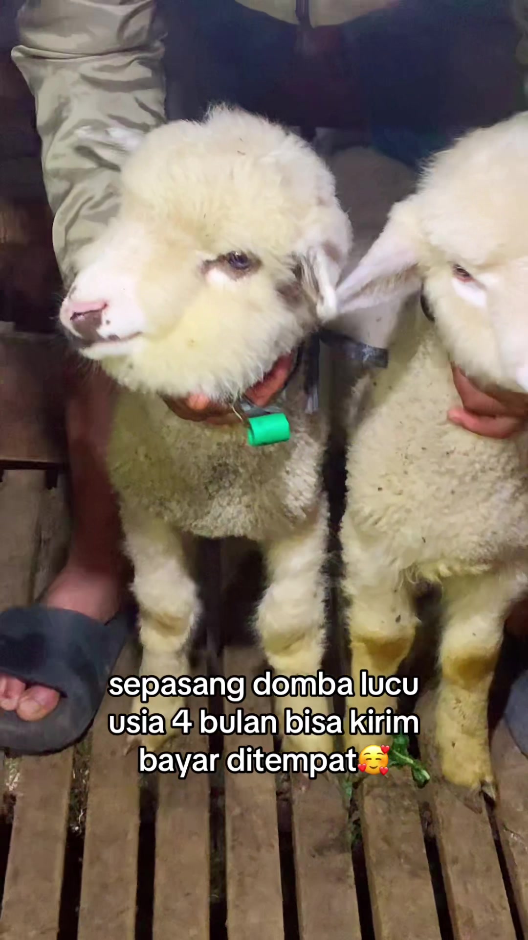 @RAMBOEN FARM TMG
