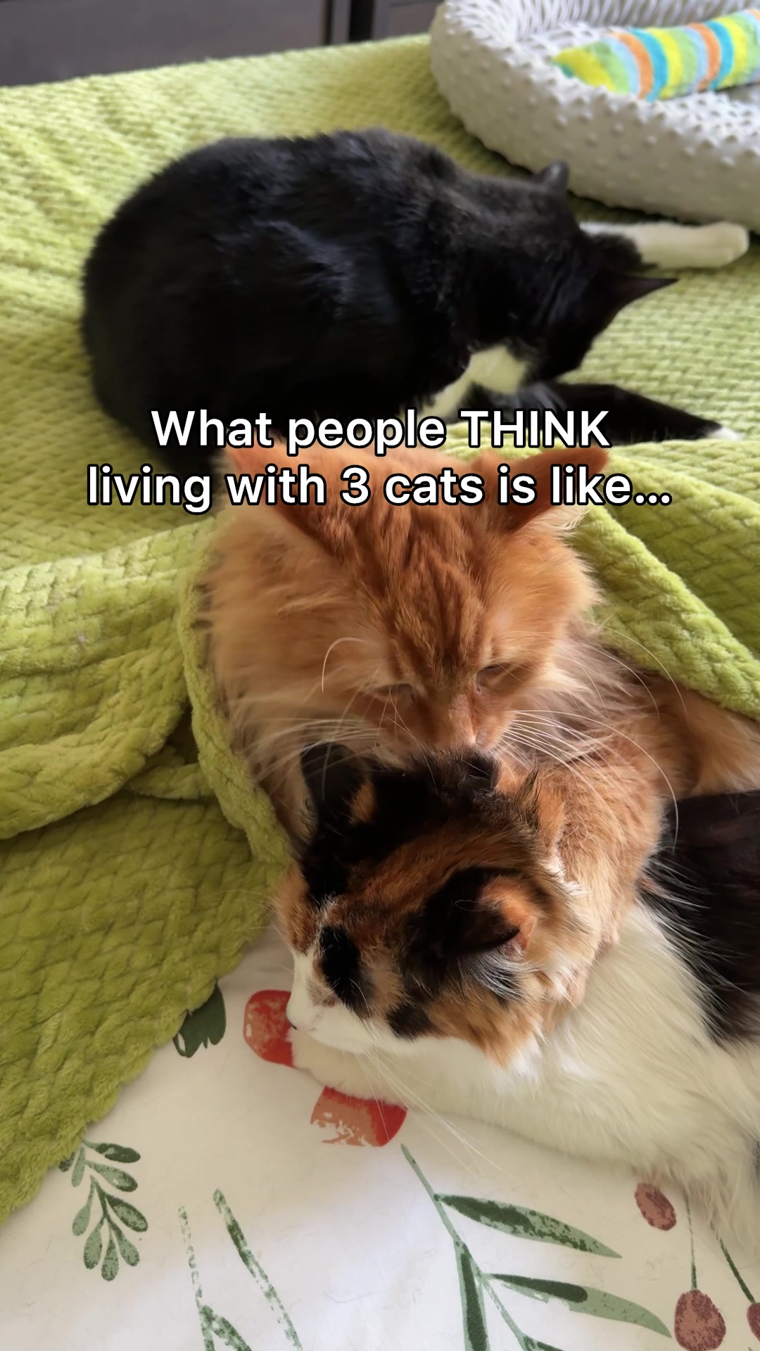 @The Oreo Cat