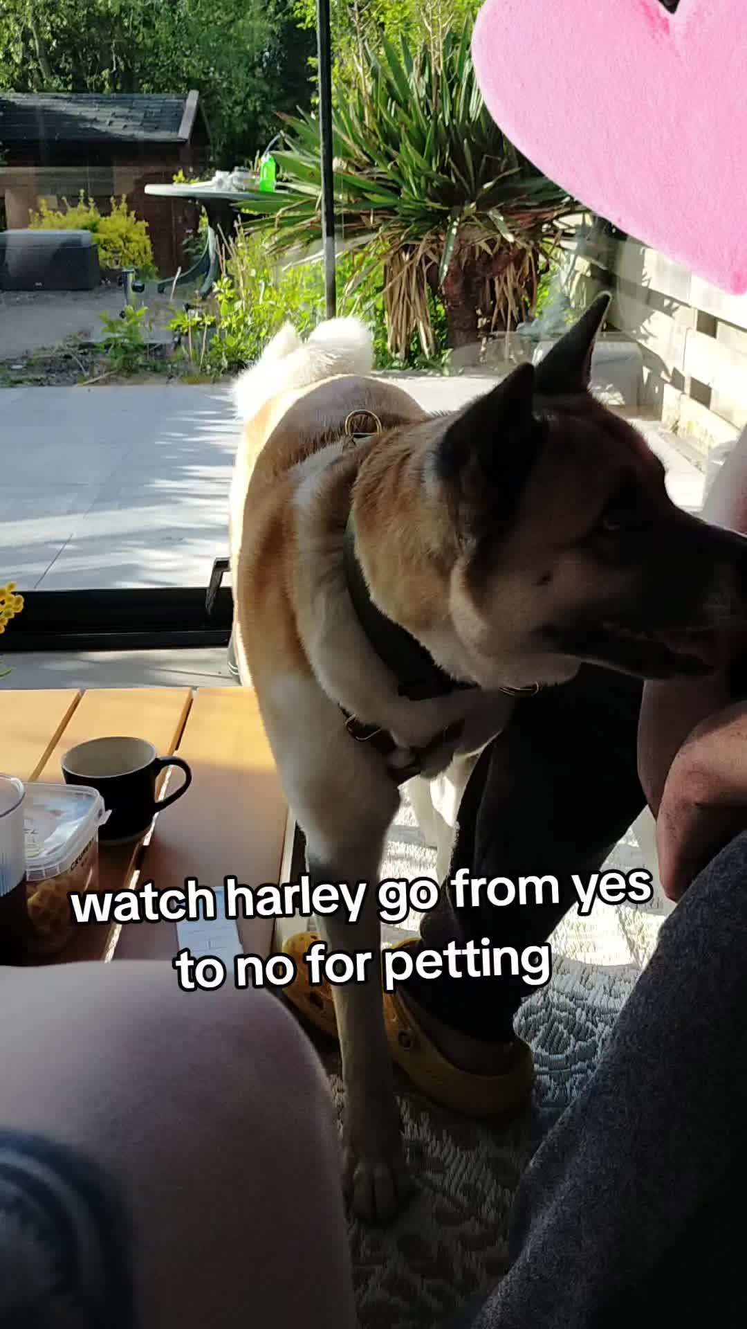 @harley.quinn