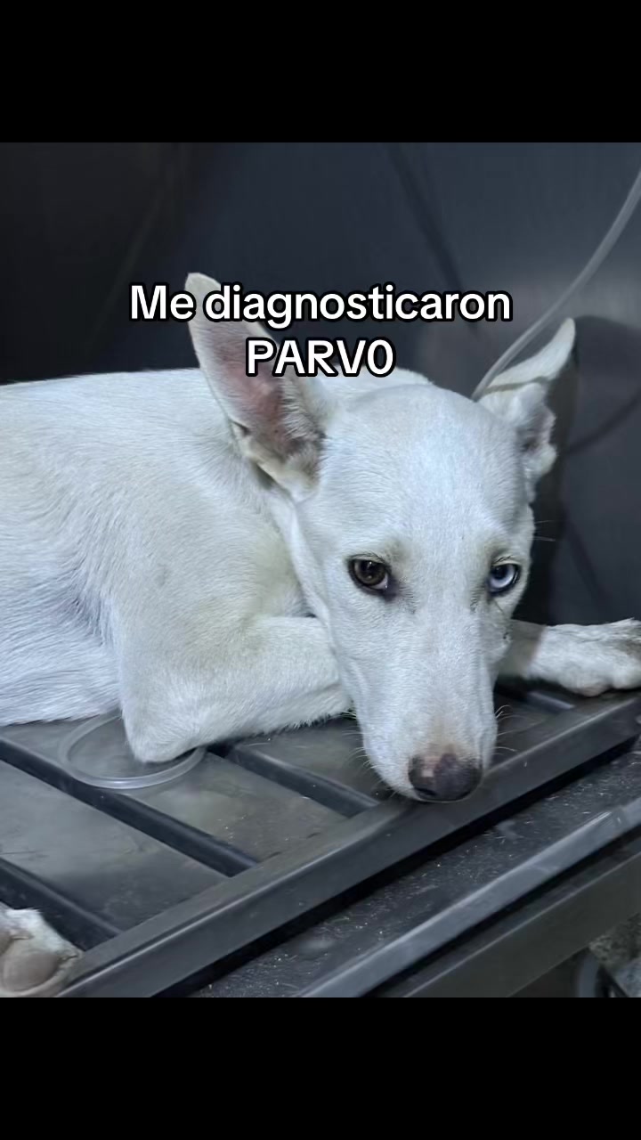 @angelissalvando