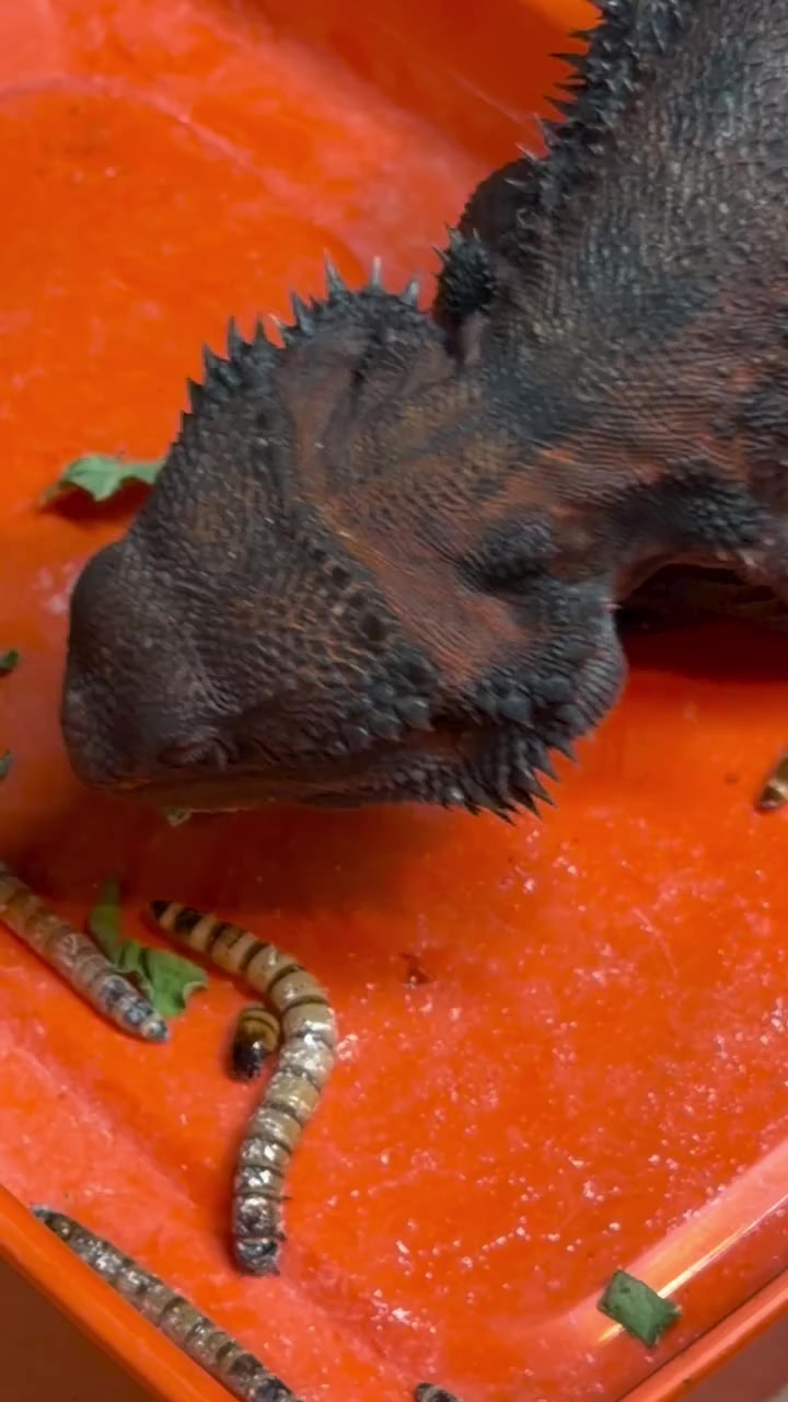 @Morph Reptiles