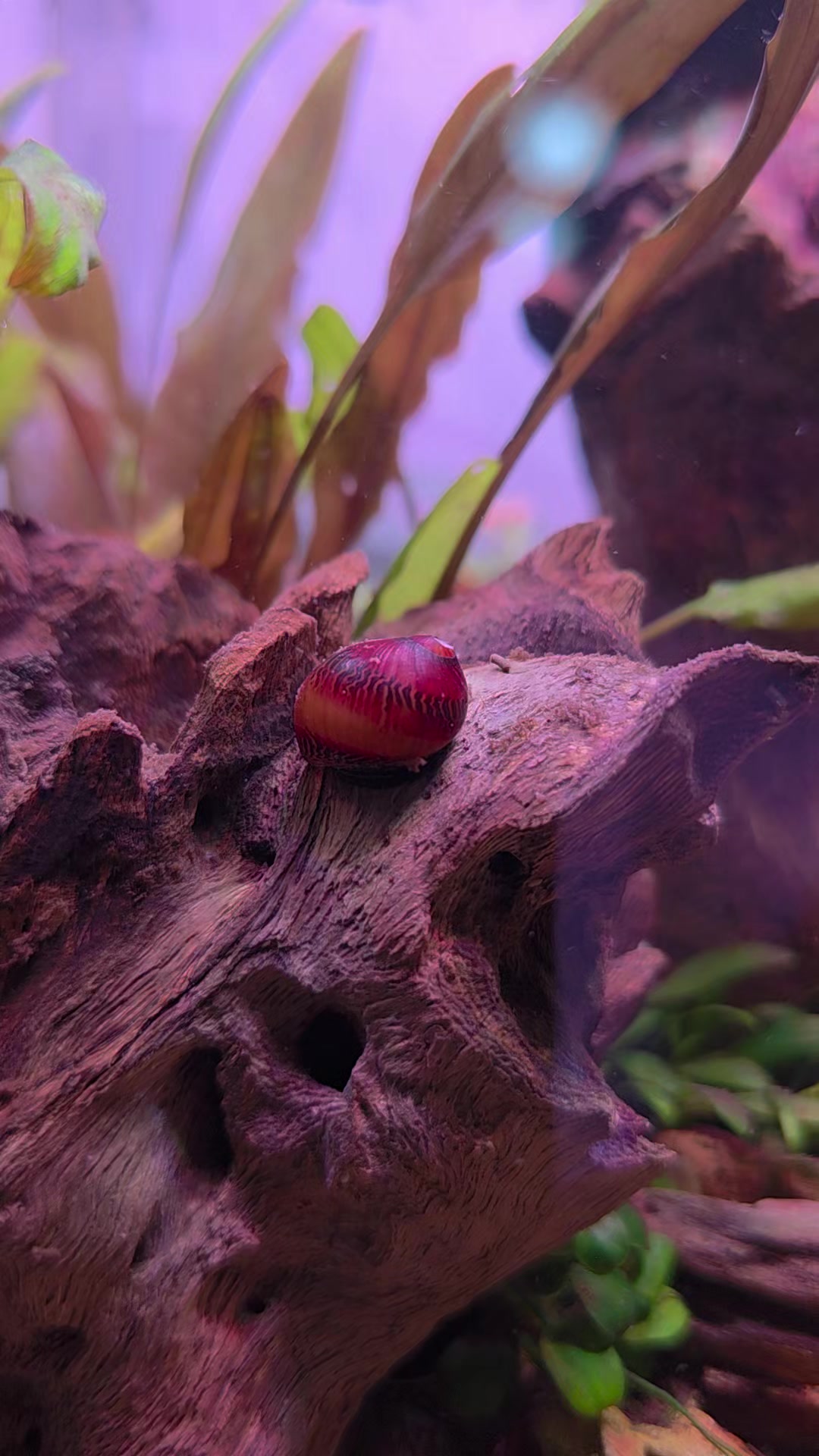 @Ace Aquascape