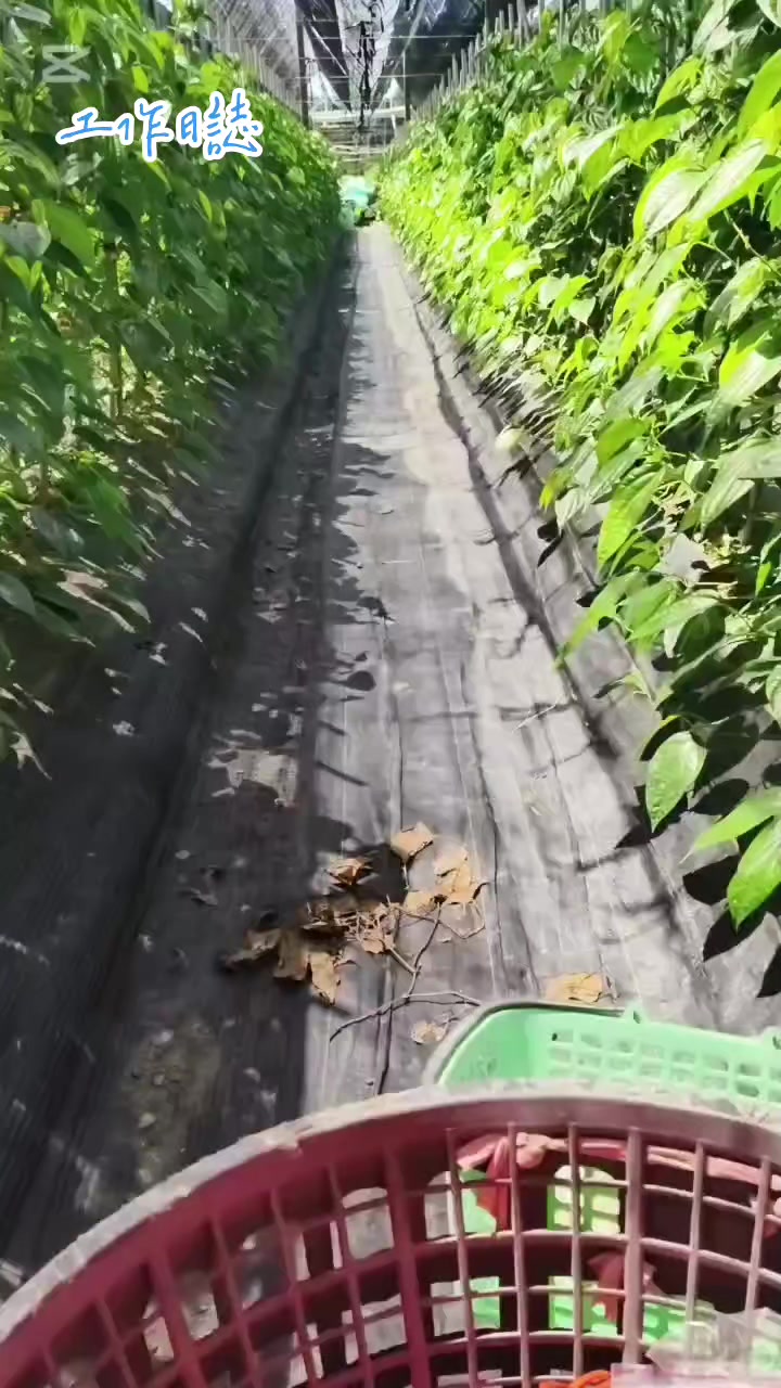 @曾國華(牛奶)